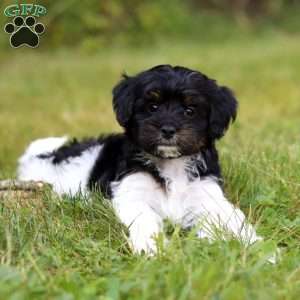 Paris, Yorkie Poo Puppy